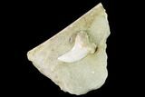 Fossil Mako Shark (Isurus) Tooth On Sandstone - Bakersfield, CA #144452-1